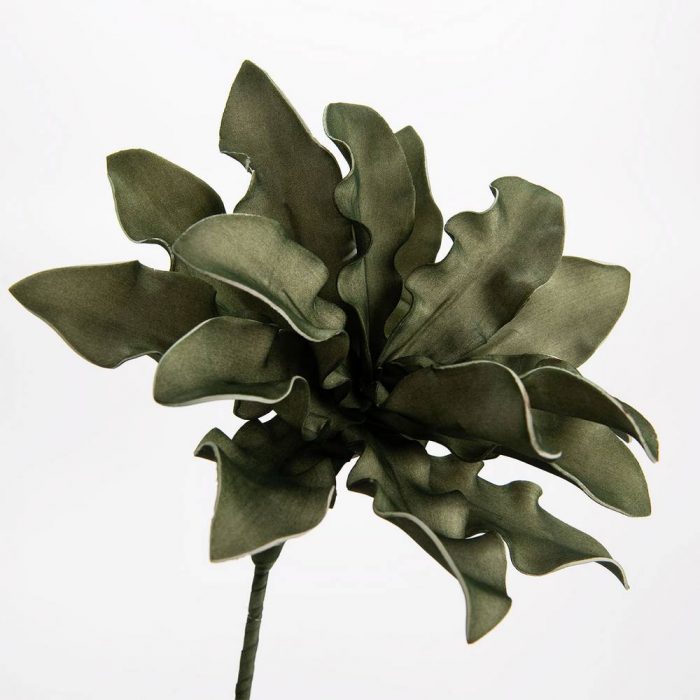 Fleur Cumbia kaki