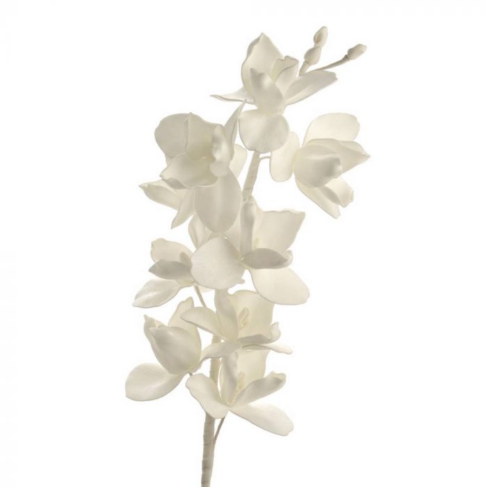 Fleur orchidée blanche