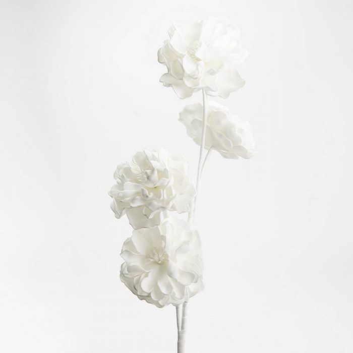 Fleur dahlia blanc