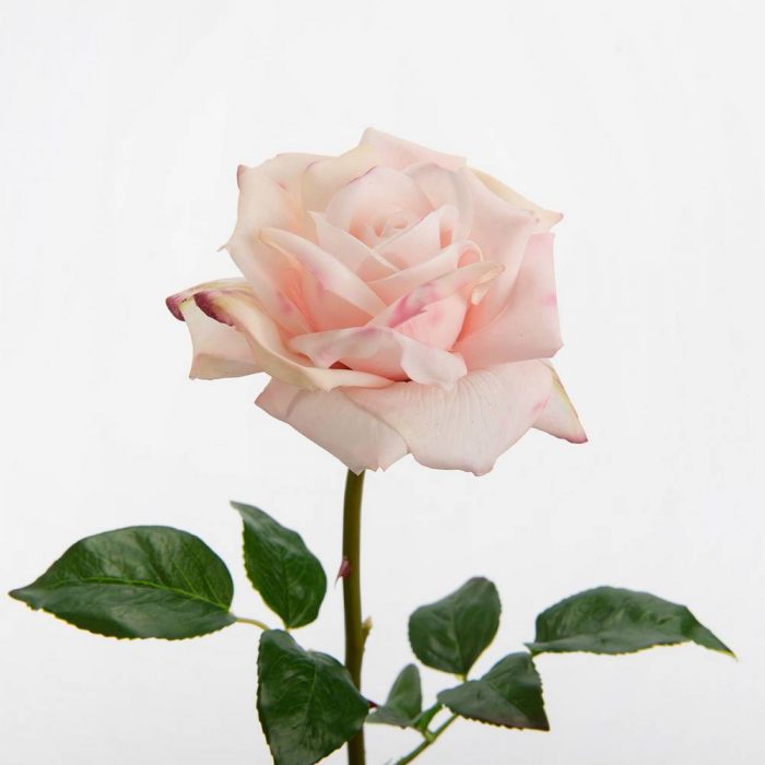 Rose Lady Reality H55 cm