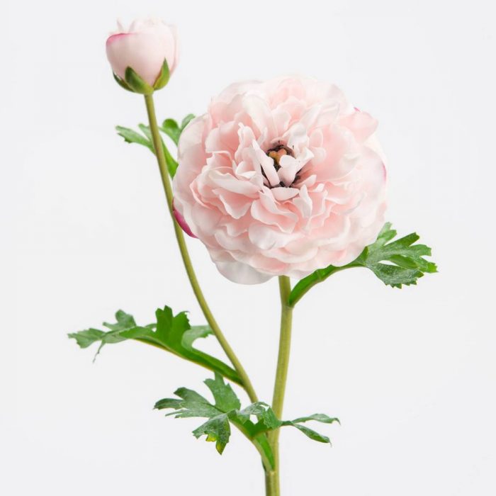 Renoncule Reality H57 rose
