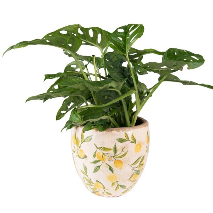 Pot d'intérieur avec des citrons – Image 2