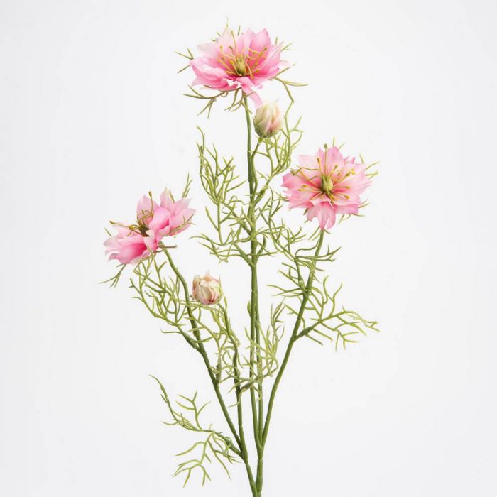 Nigella Sativa