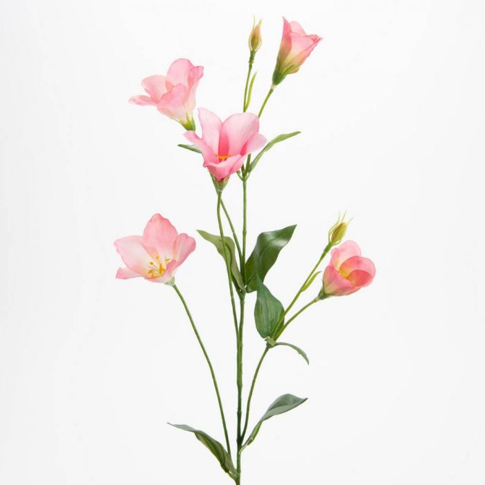 Lisianthus Eustoma