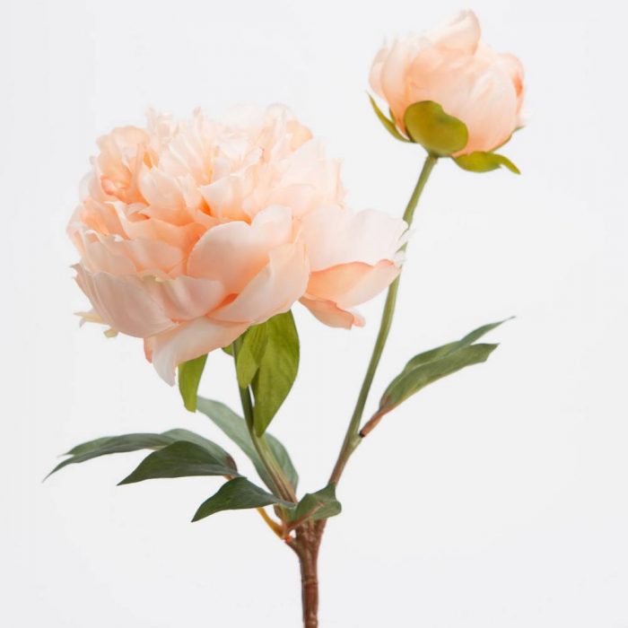 Pivoine Gloria
