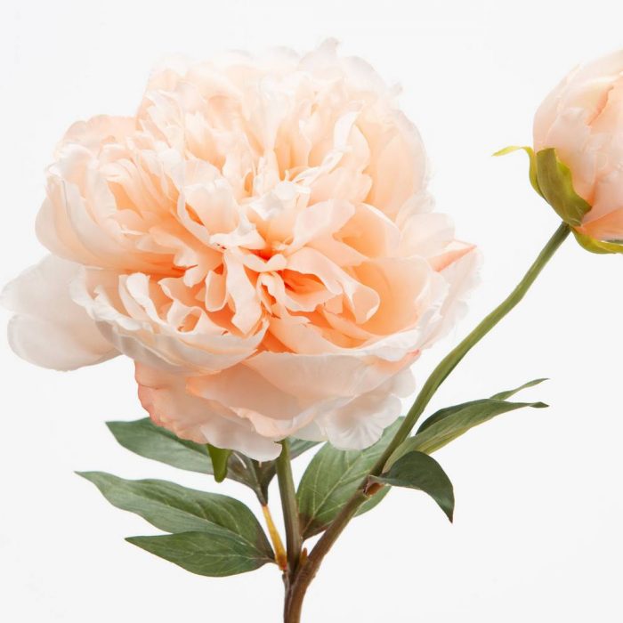 Pivoine Fashion pêche