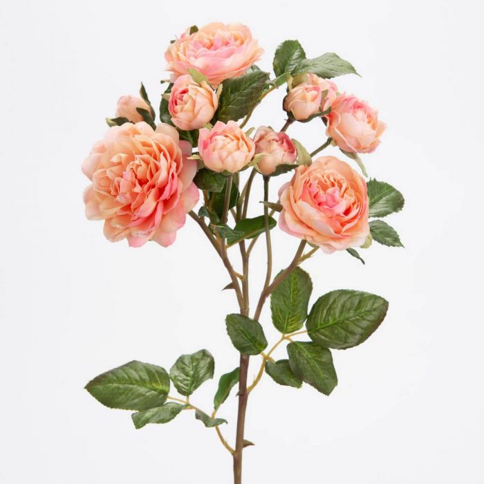 Rose Multiflora pêche