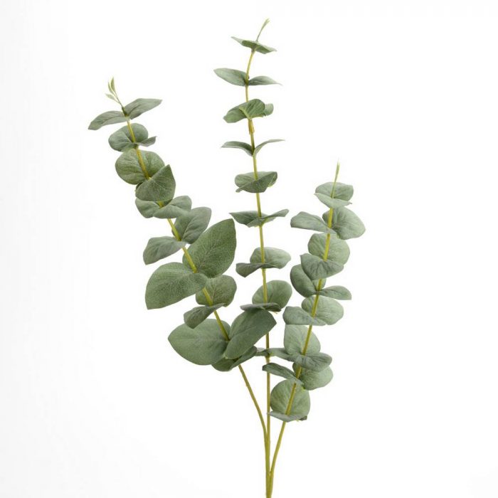Eucalyptus Gundal