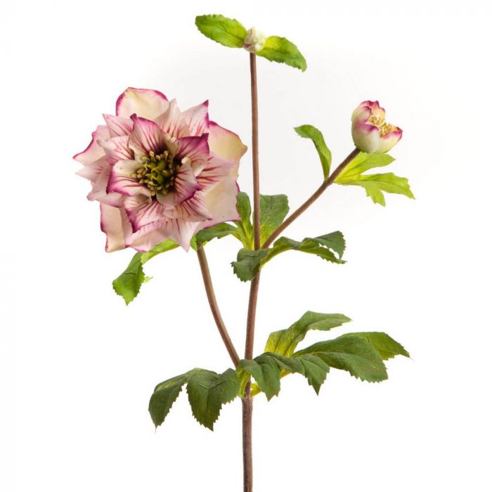 Hellebore double Ellen