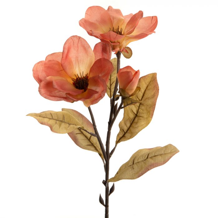 Magnolia