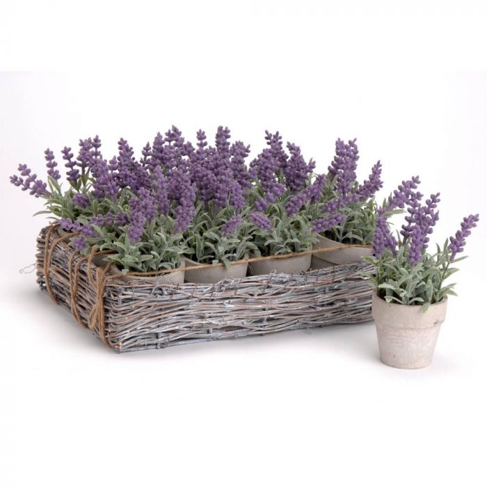 Petit pot de lavande