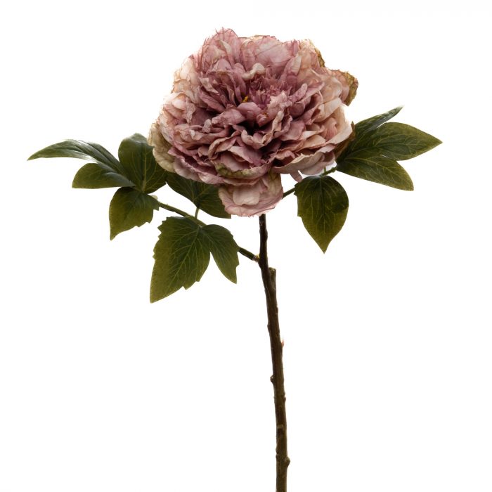 Pivoine vintage