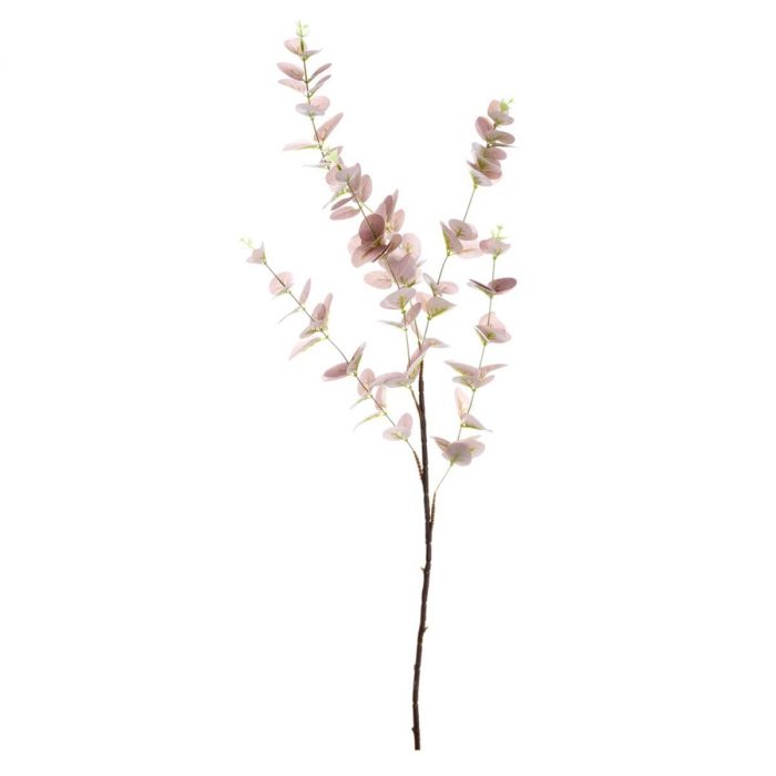 Eucalyptus rose